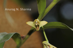 Dendrobium haemoglossum